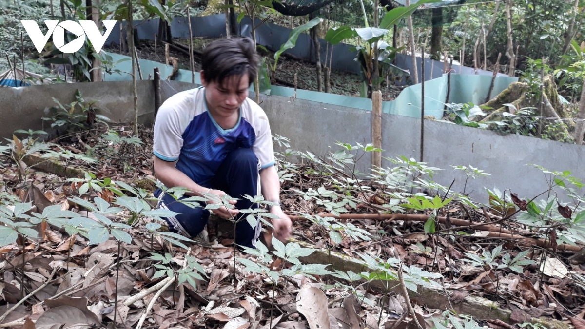 Sâm Ngọc Linh tạo nên “làng tỷ phú” giữa đại ngàn Sâm Ngọc Linh tạo nên “làng tỷ phú” giữa đại ngàn