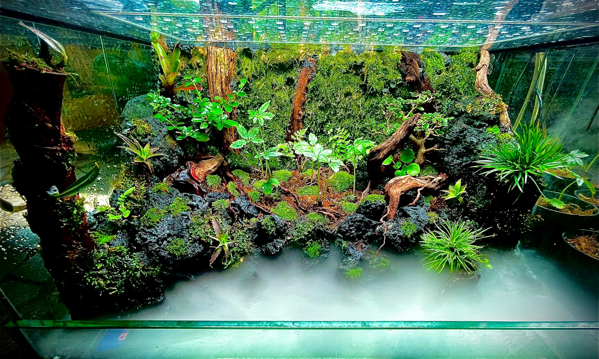 Kbcginseng 21